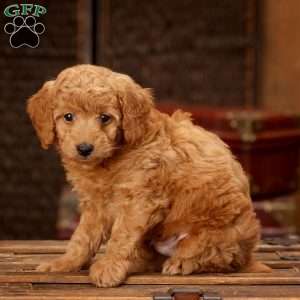 Achie, Mini Goldendoodle Puppy